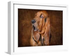 Bloodhound Portrait-Jai Johnson-Framed Giclee Print