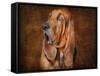 Bloodhound Portrait-Jai Johnson-Framed Stretched Canvas