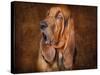 Bloodhound Portrait-Jai Johnson-Stretched Canvas