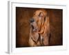 Bloodhound Portrait-Jai Johnson-Framed Giclee Print