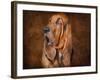 Bloodhound Portrait-Jai Johnson-Framed Giclee Print