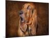 Bloodhound Portrait-Jai Johnson-Mounted Giclee Print