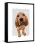 Bloodhound Puppy-Fab Funky-Framed Stretched Canvas