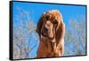 Bloodhound Puppy-Zandria Muench Beraldo-Framed Stretched Canvas