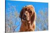 Bloodhound Puppy-Zandria Muench Beraldo-Stretched Canvas