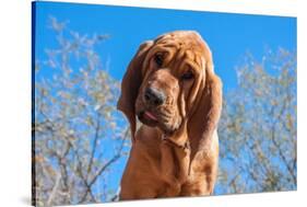 Bloodhound Puppy-Zandria Muench Beraldo-Stretched Canvas