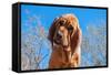 Bloodhound Puppy-Zandria Muench Beraldo-Framed Stretched Canvas