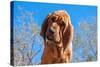 Bloodhound Puppy-Zandria Muench Beraldo-Stretched Canvas