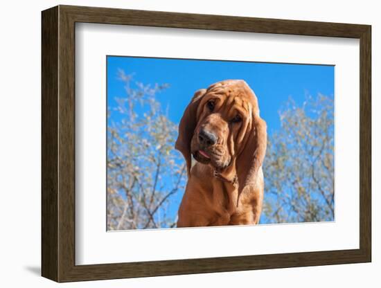 Bloodhound Puppy-Zandria Muench Beraldo-Framed Photographic Print