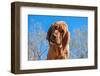 Bloodhound Puppy-Zandria Muench Beraldo-Framed Photographic Print