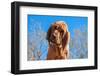 Bloodhound Puppy-Zandria Muench Beraldo-Framed Photographic Print