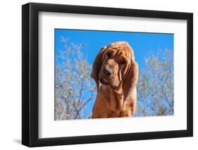 Bloodhound Puppy-Zandria Muench Beraldo-Framed Photographic Print