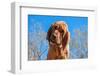 Bloodhound Puppy-Zandria Muench Beraldo-Framed Photographic Print