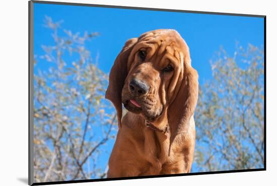 Bloodhound Puppy-Zandria Muench Beraldo-Mounted Photographic Print