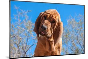 Bloodhound Puppy-Zandria Muench Beraldo-Mounted Photographic Print