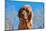 Bloodhound Puppy-Zandria Muench Beraldo-Mounted Photographic Print