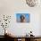 Bloodhound Puppy-Zandria Muench Beraldo-Photographic Print displayed on a wall