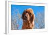 Bloodhound Puppy-Zandria Muench Beraldo-Framed Photographic Print