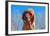 Bloodhound Puppy-Zandria Muench Beraldo-Framed Photographic Print