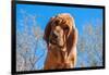 Bloodhound Puppy-Zandria Muench Beraldo-Framed Photographic Print