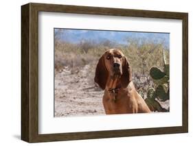 Bloodhound Sitting in the Sonoran Desert-Zandria Muench Beraldo-Framed Photographic Print