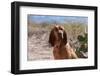 Bloodhound Sitting in the Sonoran Desert-Zandria Muench Beraldo-Framed Photographic Print