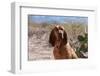 Bloodhound Sitting in the Sonoran Desert-Zandria Muench Beraldo-Framed Photographic Print