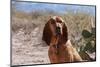 Bloodhound Sitting in the Sonoran Desert-Zandria Muench Beraldo-Mounted Photographic Print