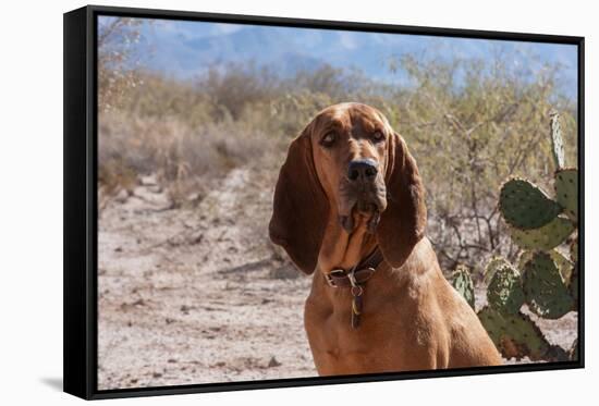 Bloodhound Sitting in the Sonoran Desert-Zandria Muench Beraldo-Framed Stretched Canvas