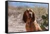 Bloodhound Sitting in the Sonoran Desert-Zandria Muench Beraldo-Framed Stretched Canvas