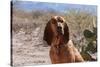 Bloodhound Sitting in the Sonoran Desert-Zandria Muench Beraldo-Stretched Canvas