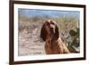 Bloodhound Sitting in the Sonoran Desert-Zandria Muench Beraldo-Framed Photographic Print