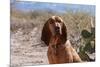 Bloodhound Sitting in the Sonoran Desert-Zandria Muench Beraldo-Mounted Photographic Print