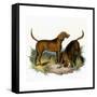 Bloodhounds, Astle-null-Framed Stretched Canvas