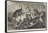 Bloodhounds on the Trail-George Bouverie Goddard-Framed Stretched Canvas