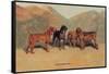 Bloodhounds-Thomas Ivester Llyod-Framed Stretched Canvas