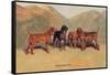 Bloodhounds-Thomas Ivester Llyod-Framed Stretched Canvas