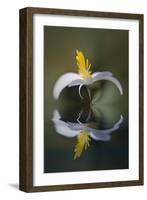 Bloodroot flower and reflection. The Parklands, Louisville, Kentucky-Adam Jones-Framed Photographic Print