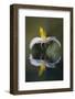 Bloodroot flower and reflection. The Parklands, Louisville, Kentucky-Adam Jones-Framed Photographic Print