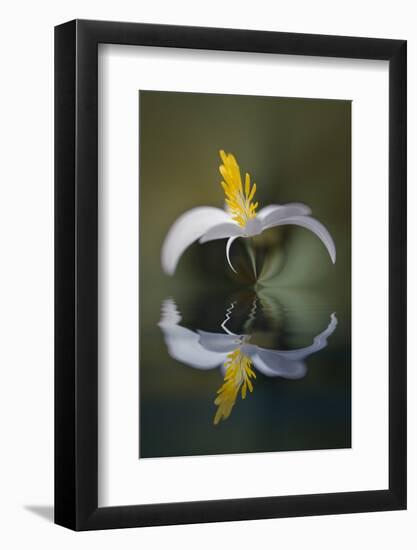 Bloodroot flower and reflection. The Parklands, Louisville, Kentucky-Adam Jones-Framed Photographic Print