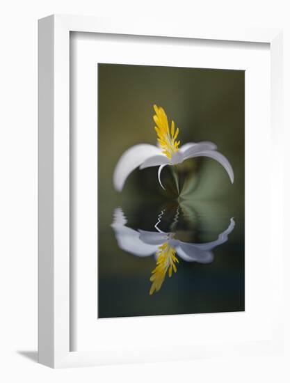 Bloodroot flower and reflection. The Parklands, Louisville, Kentucky-Adam Jones-Framed Photographic Print