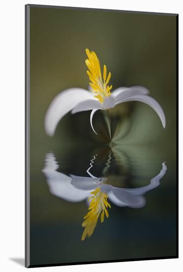 Bloodroot flower and reflection. The Parklands, Louisville, Kentucky-Adam Jones-Mounted Photographic Print