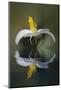 Bloodroot flower and reflection. The Parklands, Louisville, Kentucky-Adam Jones-Mounted Photographic Print