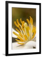 Bloodroot flower, Sanguianaria canadensis, Great Smoky Mountains, National Park, Tennessee-Adam Jones-Framed Photographic Print