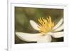 Bloodroot flower, Sanguianaria canadensis, Great Smoky Mountains, National Park, Tennessee-Adam Jones-Framed Photographic Print