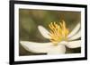 Bloodroot flower, Sanguianaria canadensis, Great Smoky Mountains, National Park, Tennessee-Adam Jones-Framed Photographic Print