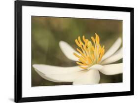 Bloodroot flower, Sanguianaria canadensis, Great Smoky Mountains, National Park, Tennessee-Adam Jones-Framed Photographic Print