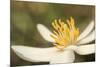 Bloodroot flower, Sanguianaria canadensis, Great Smoky Mountains, National Park, Tennessee-Adam Jones-Mounted Photographic Print