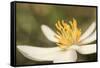 Bloodroot flower, Sanguianaria canadensis, Great Smoky Mountains, National Park, Tennessee-Adam Jones-Framed Stretched Canvas