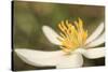 Bloodroot flower, Sanguianaria canadensis, Great Smoky Mountains, National Park, Tennessee-Adam Jones-Stretched Canvas